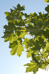 Tree leaves
