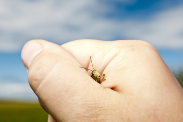 Grab on grasshopper