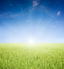 Obraz premium paddy field