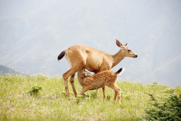 Wild deer feeding its baby with mountain background.
