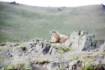A small marmot in the meadow.