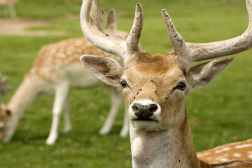Deer in a field