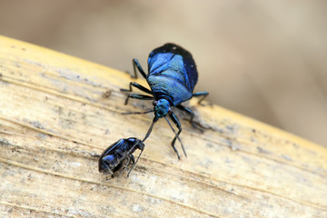 stinkbug