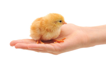 Small chicken on hand