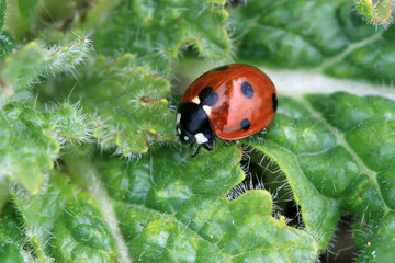 ladybug