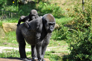 Gorilla baby and mother