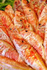 Obraz na płótnie Canvas Czerwone mullets lub goatfishes na sprzedaż w Palma de Mallorca