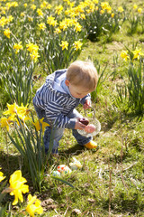 Young Boy On Easter Egg Hunt In Daffodil Field