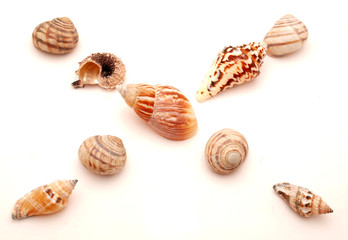 Marine bowl