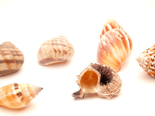 Marine bowl