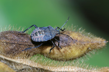 stinkbug