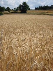 champ d'épeautre