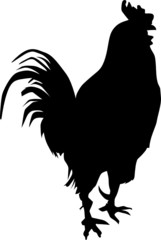 rooster vector