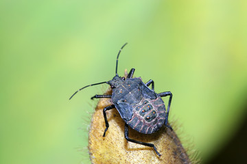stinkbug