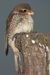juvenile of Red-backed Shrike, Lanius collurio