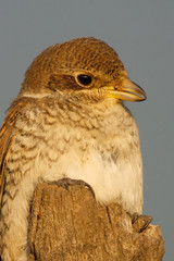 juvenile of Red-backed Shrike, Lanius collurio