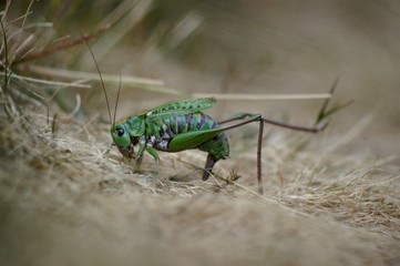 sauterelle