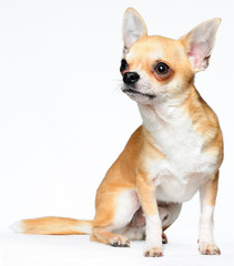 Obraz premium Chihuahua
