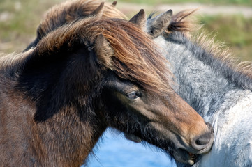 Chevaux danois &agrave; sang chaud