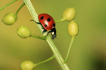 ladybug