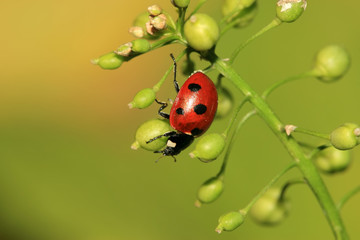 ladybug