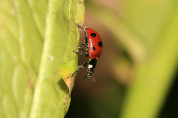 ladybug