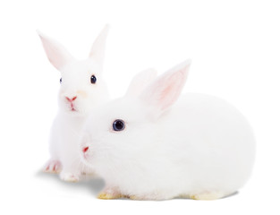 Fototapeta na wymiar Dwa białe króliki