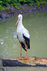 white-black stork