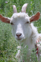 Obraz premium White goat. Portrait.