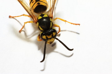 Makroaufnahme Biene