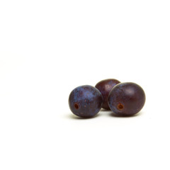 Wild Hedgerow Sloes