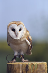 barn owl (tyto alba)