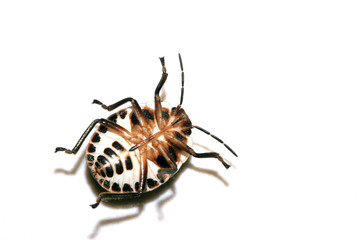 stinkbug