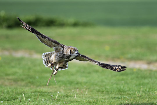 eagle owl
