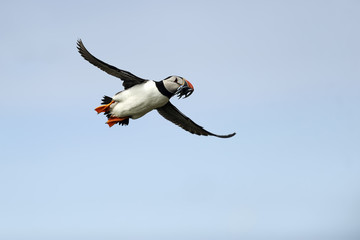 atlantic puffin (fratercula arctica)