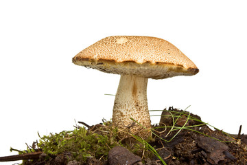 Wild Fungus