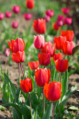 Beautiful red tulips