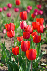Obraz premium Beautiful red tulips