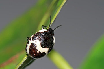 stinkbug