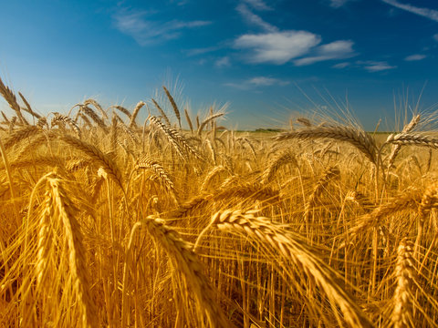 Wheat field © Željko Radojko