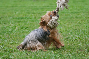 Yorkshire Terrier