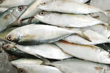 Group of Fresh fish