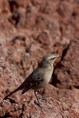 Landscape in Patagonia, Argentina
