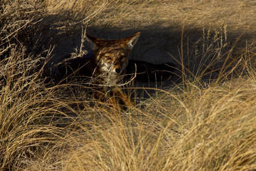 Landscape in Patagonia, Argentina