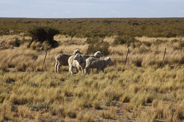 Landscape in Patagonia, Argentina