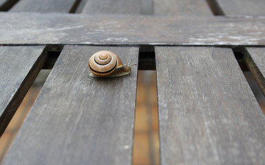 Schnecke auf dem Tisch
