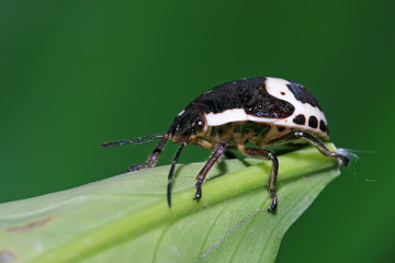 stinkbug