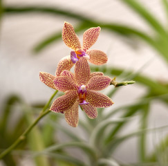 Orchid