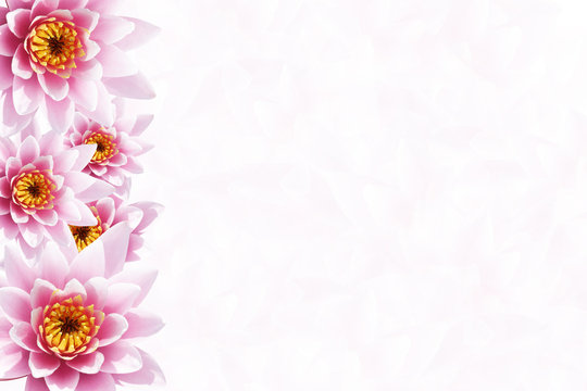 Tropical Flower Background