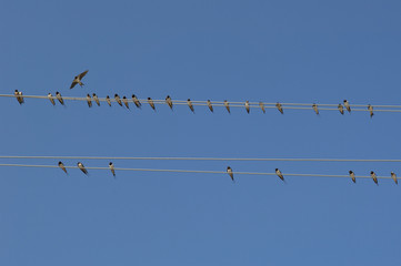 hirondelle départ © Stéphane Le Blan